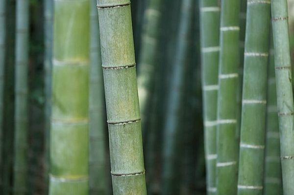 the physiological effects of bamboo killing The bamboo